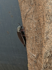 Sternocera chrysis