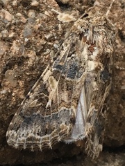 Spodoptera praefica