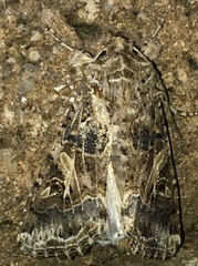 Spodoptera praefica