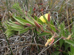 Oenothera wolfii