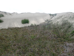 Oenothera wolfii