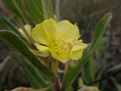 Oenothera wolfii