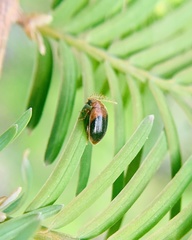 Prionocyphon discoideus