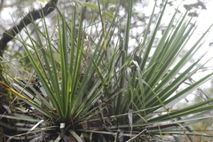 Agave gracielae
