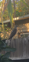 Accipiter cooperii