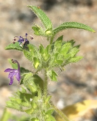 Trichostema rubisepalum