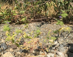 Trichostema rubisepalum