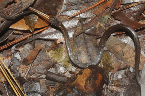 Marcella's Graceful Brown Snake