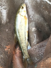 Hesperoleucus symmetricus