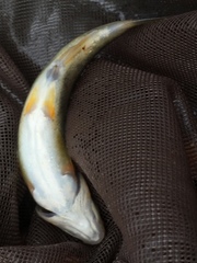 Hesperoleucus symmetricus