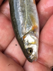 Hesperoleucus symmetricus