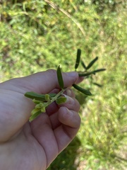 Lonicera subspicata subspicata