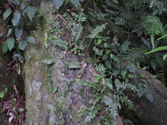 Arthropteris palisotii