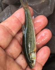 Hesperoleucus symmetricus