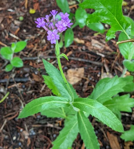 Verbena rigida