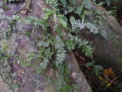 Arthropteris palisotii