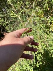 Lonicera subspicata subspicata