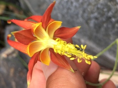 Aquilegia eximia