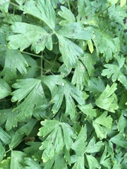 Aquilegia eximia