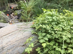 Aquilegia eximia