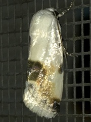 Acontia coquillettii