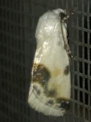 Acontia coquillettii