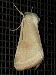 Trichocosmia inornata
