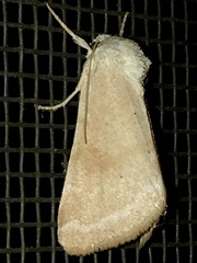 Trichocosmia inornata