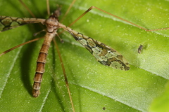 Epiphragma solatrix