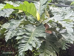 Artocarpus elasticus