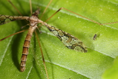Epiphragma solatrix