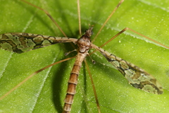 Epiphragma solatrix