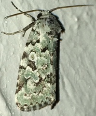 Bryolymnia viridata