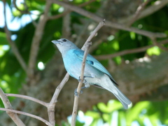 Thraupis glaucocolpa