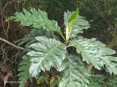 Artocarpus elasticus