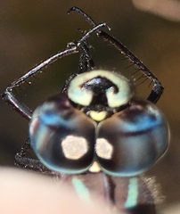 Aeshna walkeri