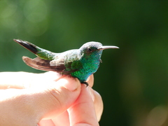 Chlorostilbon gibsoni