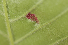 Acalitus ferrugineum