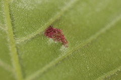 Acalitus ferrugineum