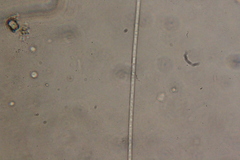 Oscillatoria redekei