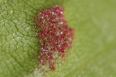 Acalitus ferrugineum