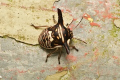 Alcimocoris coronatus