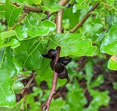 Disholcaspis pattersoni