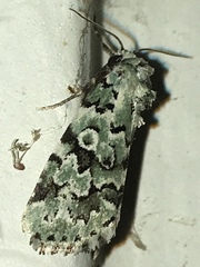 Bryolymnia viridata