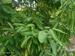 Cinnamomum verum