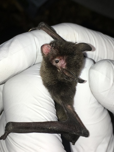 Long-legged Myotis