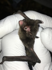 Myotis volans
