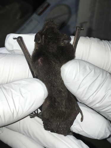 Long-legged Myotis