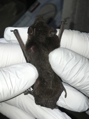 Myotis volans