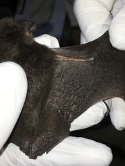 Myotis volans
